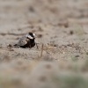 Skrivan obojkovy - Eremopterix nigriceps - Black-crowned Sparrow-Lark 0339